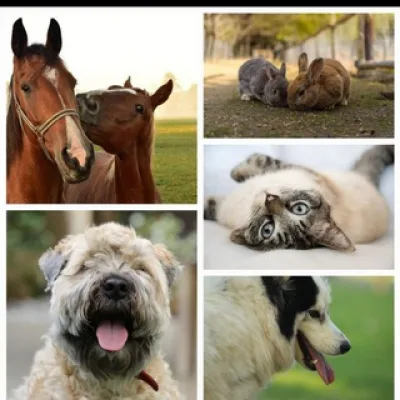 TIERE SUCHEN EIN ZUHAUSE UM TIERWÜRDIG ZU LEBEN ❤️BITTE UNTERSTÜTZT KEINE TIERZÜCHTER DAFÜR ALLE TIERHEIME