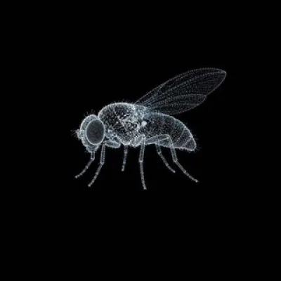 Fruit fly dev