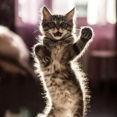 Cats Tiktok | Кошки Видео