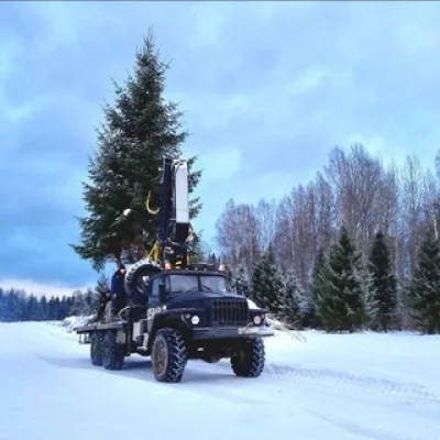 Сервис БиС питомник деревьев