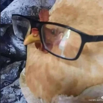 EatBloodChicken(18+)