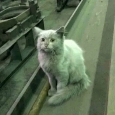 триша