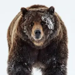 ГЛК «Медвежья Долина»