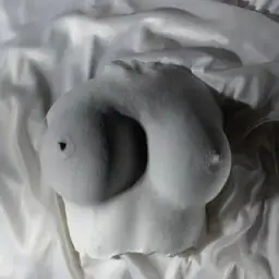 Anatomy cast