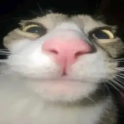Gatinhos