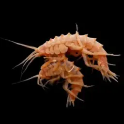 Рачки Байкала (Lake Baikal Amphipods)