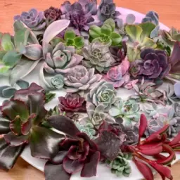 На Дачной sale (succulents)