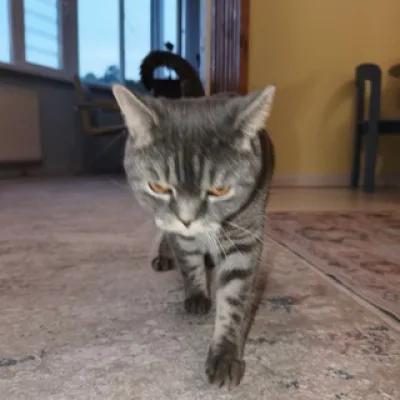 Батя