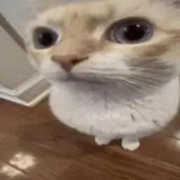 silly cats daily & cf