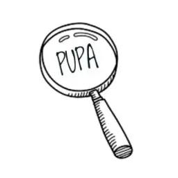 PUPA KEK