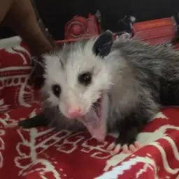 Opossum screamo