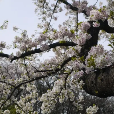 隠れ場・Kakureba