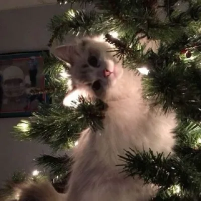 Творческое логово котика🐈