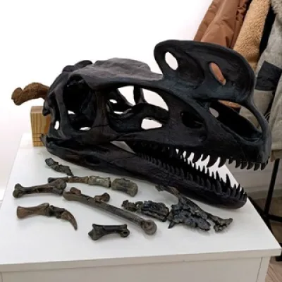 Yakov's Wunderkammer 🦕