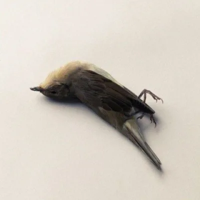 Nama Vesk 𓂀