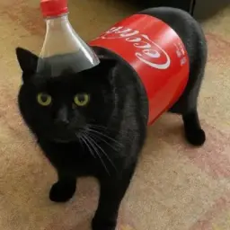 Кот на выгуле