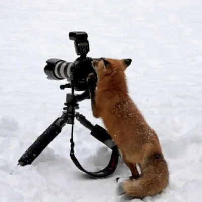 Фырчело 🦊
