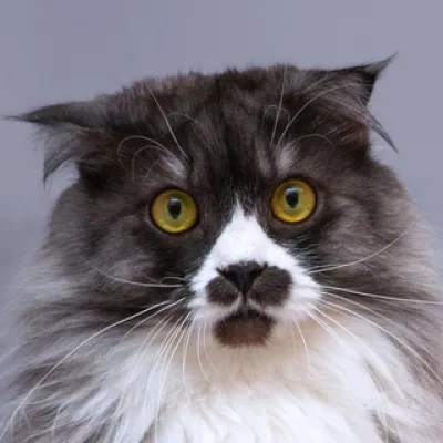 meow