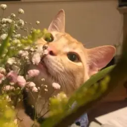 мякиш