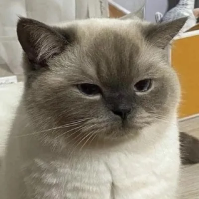 Дэми Аирн