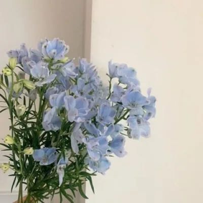 🔹wonyoungism blue🔹|🔹голубой воненизм🔹