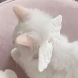 ꒱꒱ ᴄᴀᴛs ᴄᴏɴꜰᴇss