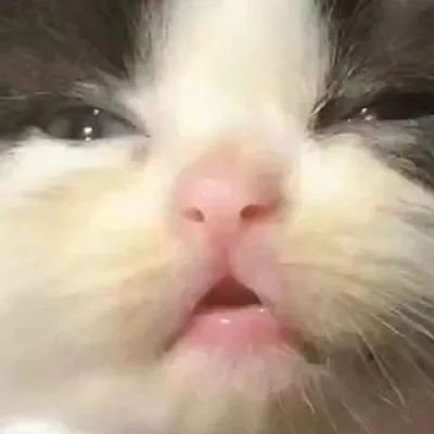 Магнит Кринжа 🐈