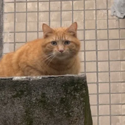 Максим