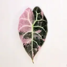 цветы.PRO/ПРО🌱💚