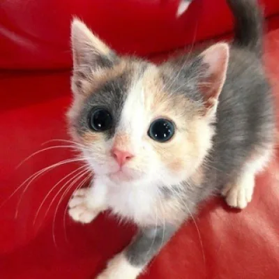 клуб любителей котиков🐱