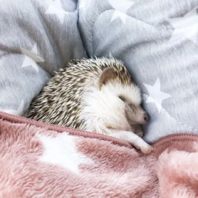 Анастасия Андрианова