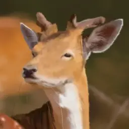 PESOKKK