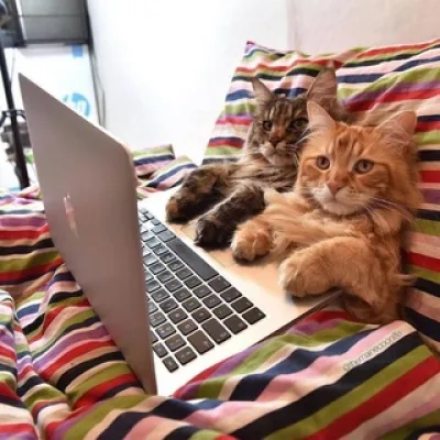 котик-ботик